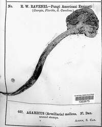 Armillaria mellea image